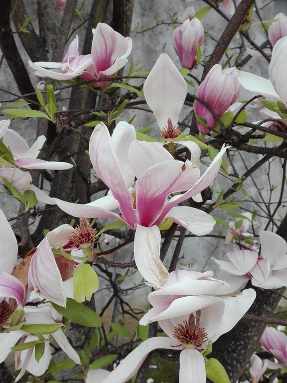 La Magnolia Appartamento Cascina Eksteriør bilde